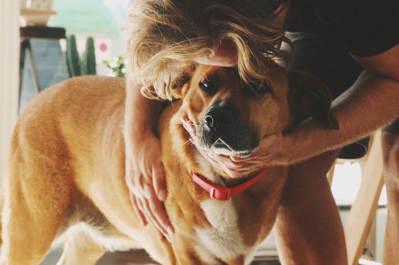 a dog with a human hand