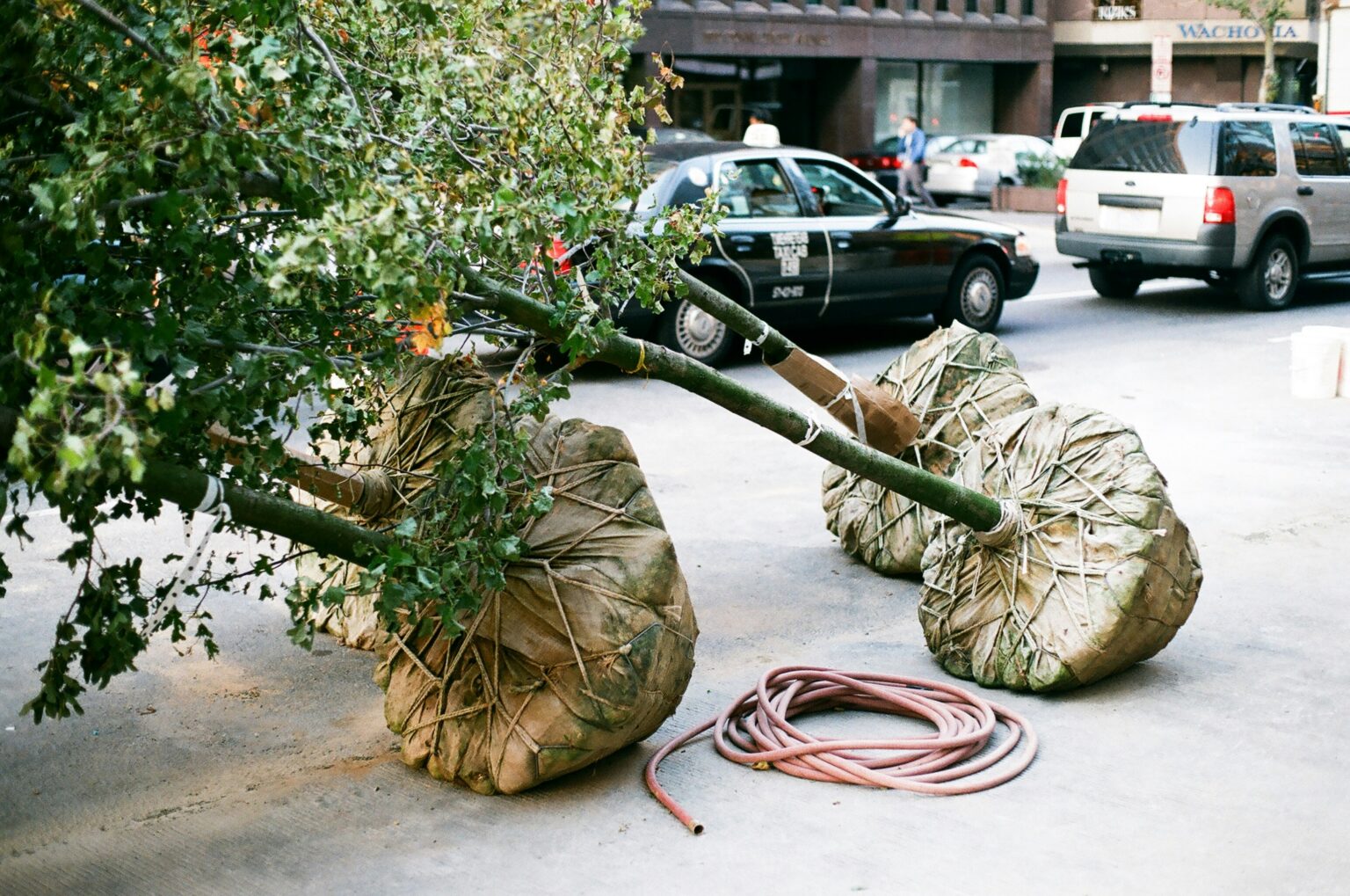 a tree with a large trunk